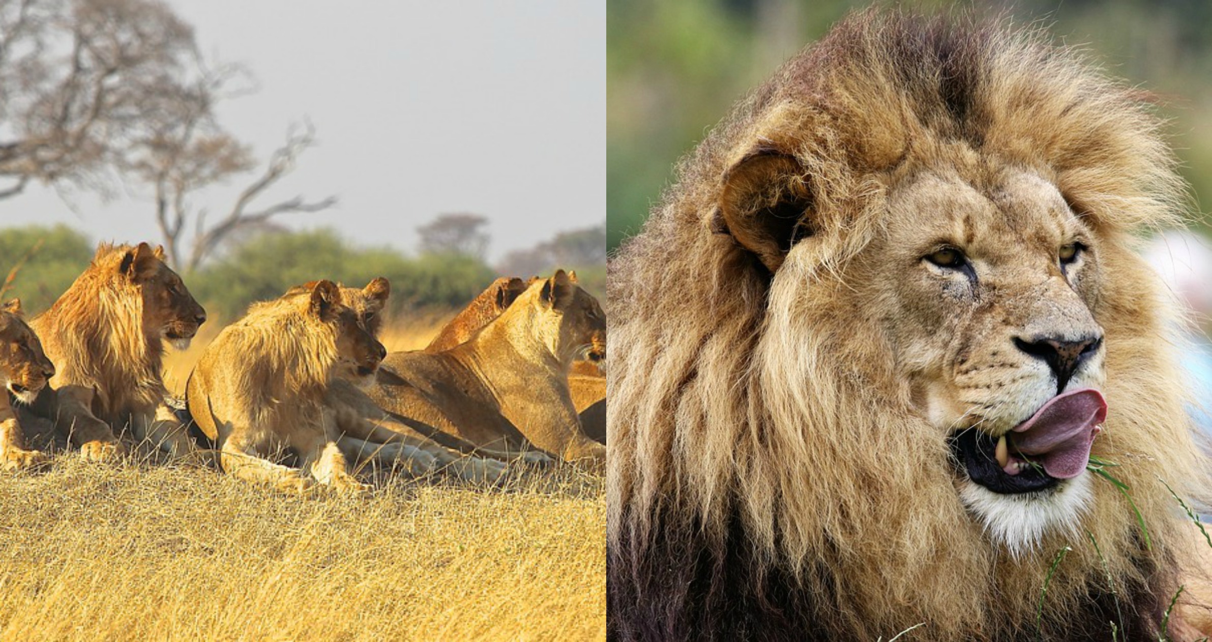 lions ate gang poachers rhinos lions ate gang poachers rhinos