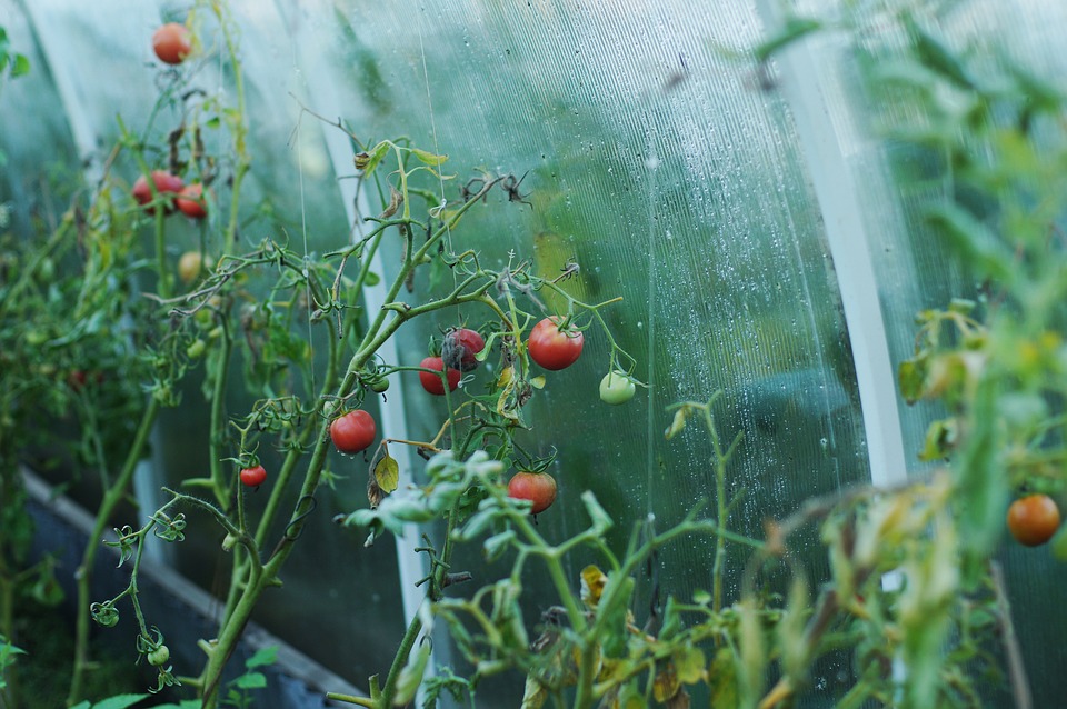 tomato-1180852_960_720 tomato-1180852_960_720