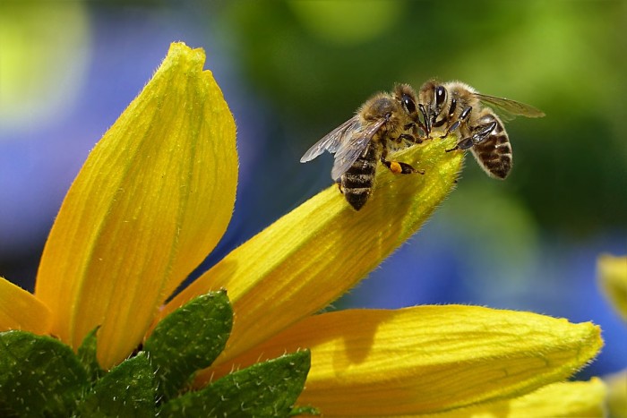 bee-1575236_960_720-700x467