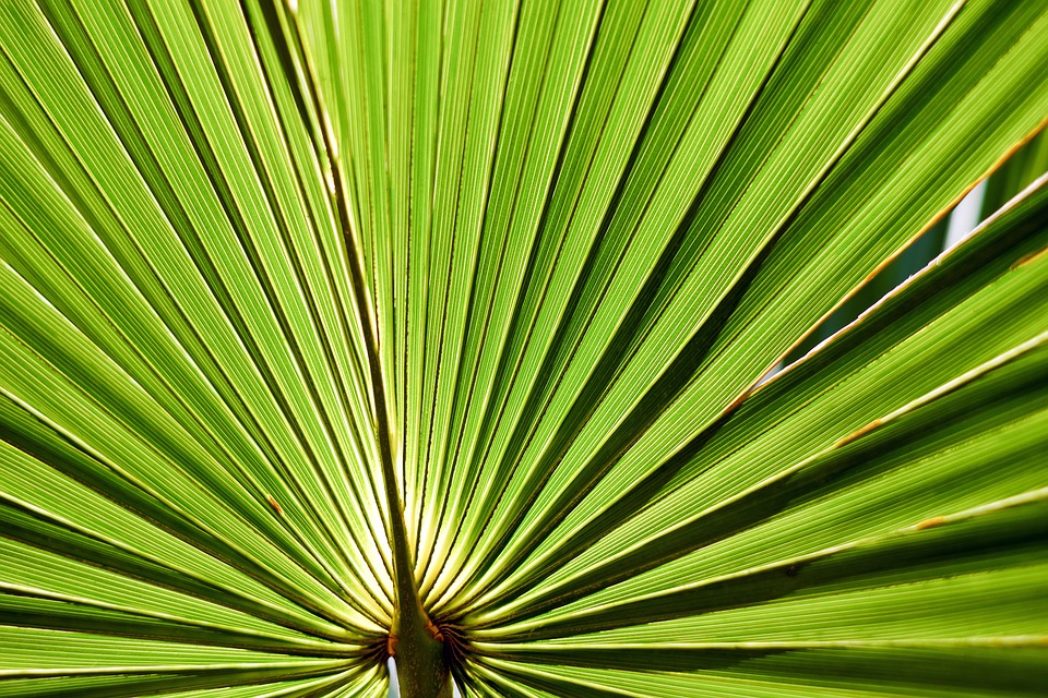 leaf-2321949_960_720 leaf-2321949_960_720