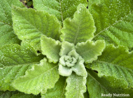 Ready-Nutrition-Mullein Ready-Nutrition-Mullein