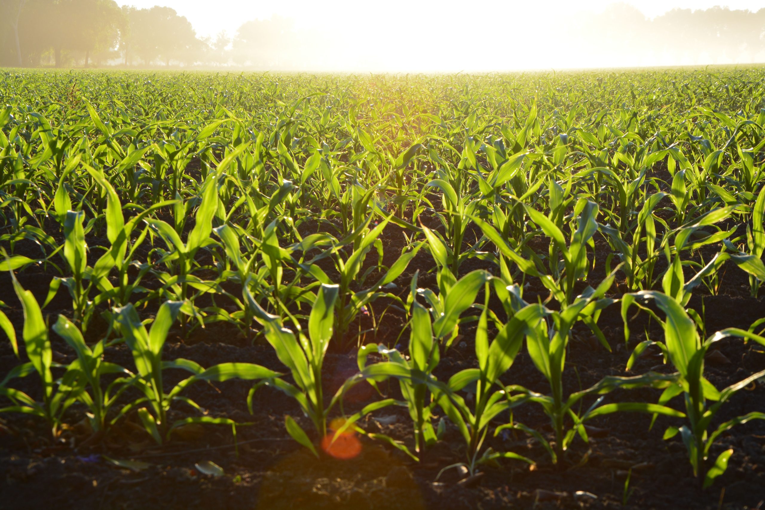 agriculture-corn-cropland-96715 agriculture-corn-cropland-96715