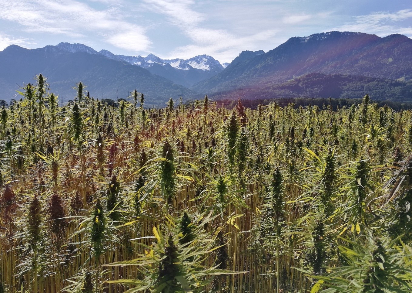 hemp liberation hemp liberation