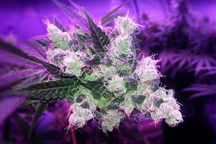 Breakthrough Study Finds Another Compound in Cannabis with Powerful Anti-Inflammatory Properties