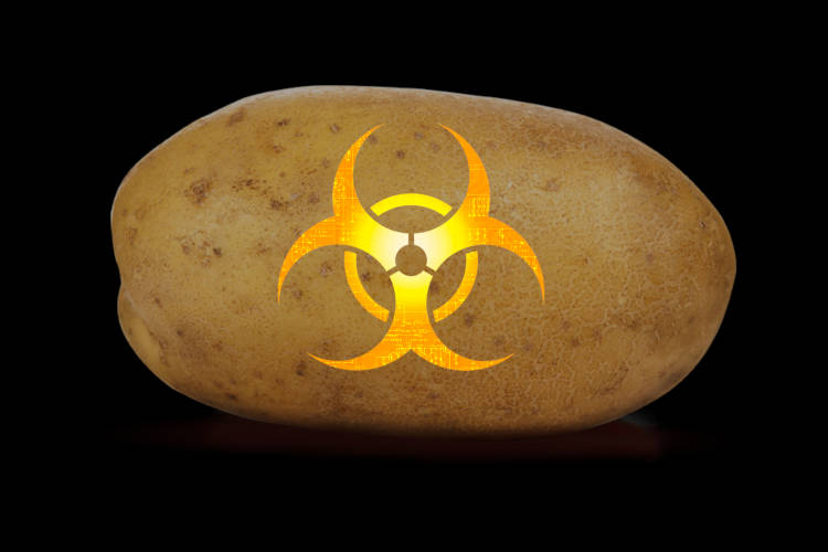 The Creator of GM Potatoes Comes Clean about the Hidden Dangers of this New Frankenfood