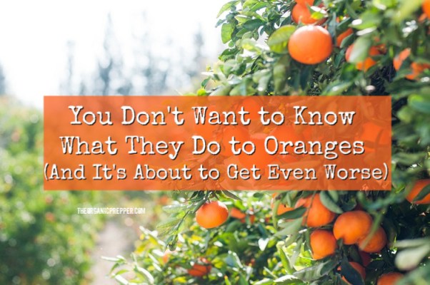 You-Dont-Want-to-Know-What-They-Do-to-Oranges-