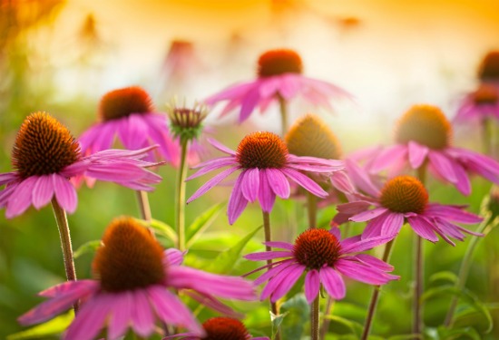 echinacea