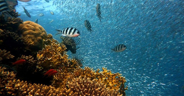 hawaii-coral-reefs