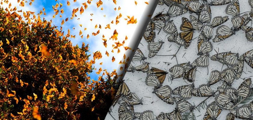 “Below 1%”: The Monarch Butterfly Is Approaching Total and Irreversible Extinction