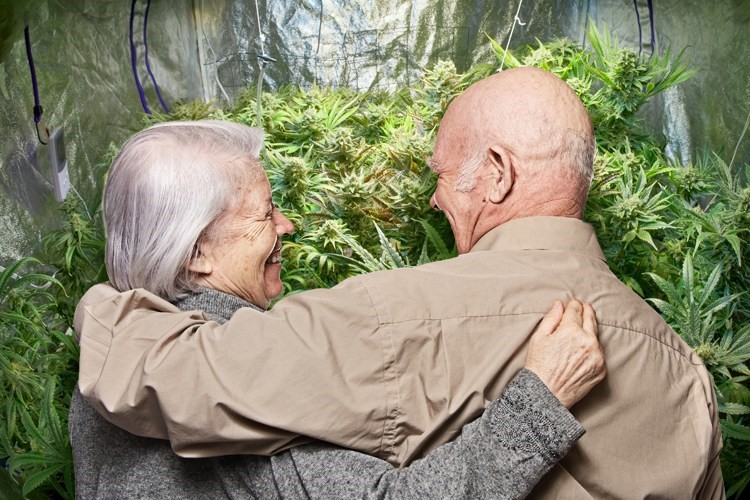 seniors cannabis