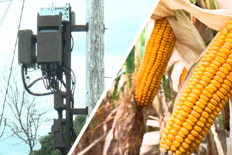 5G-GM-Corn 5G-GM-Corn