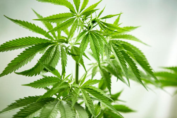 Cannabis-Plant-Green-Leaves