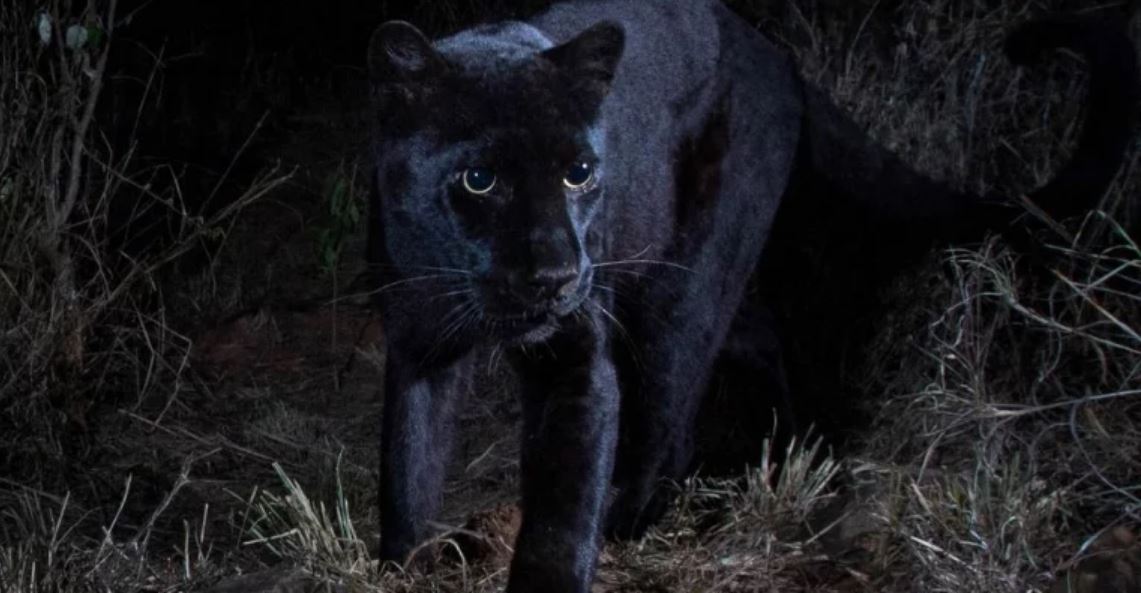 black panther