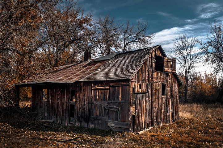 boxelder-216372__480