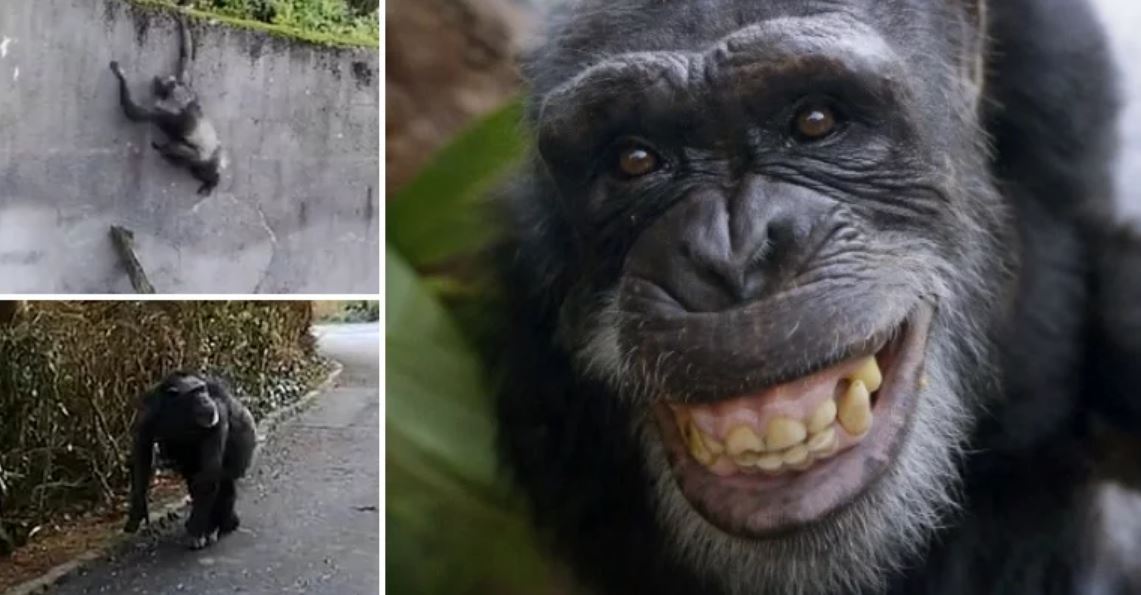 chimp escapes