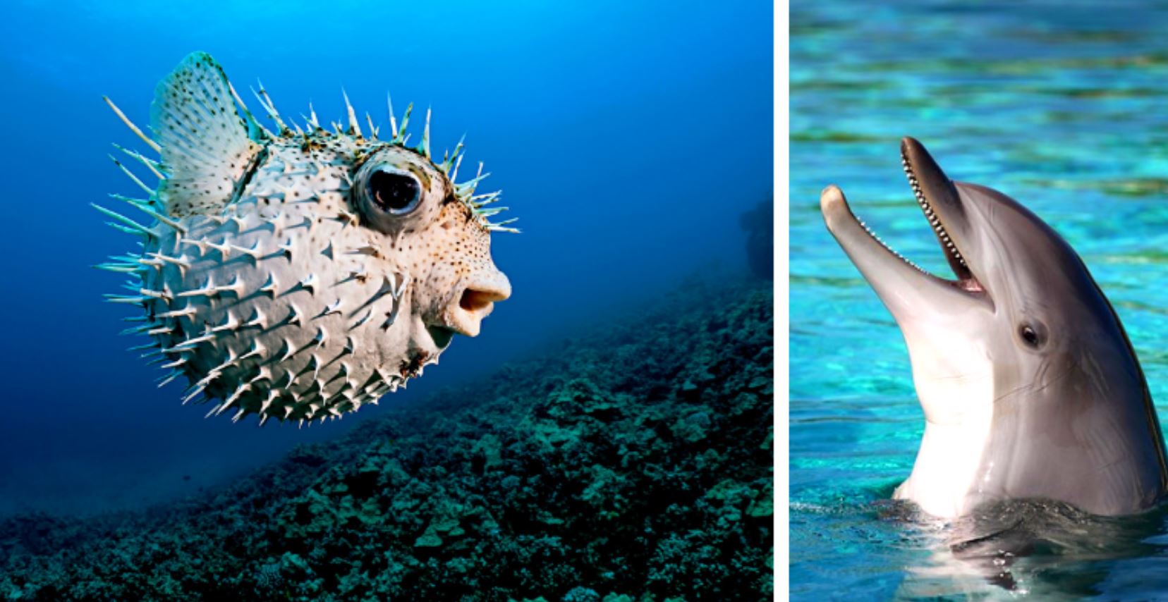 dolphin puffer
