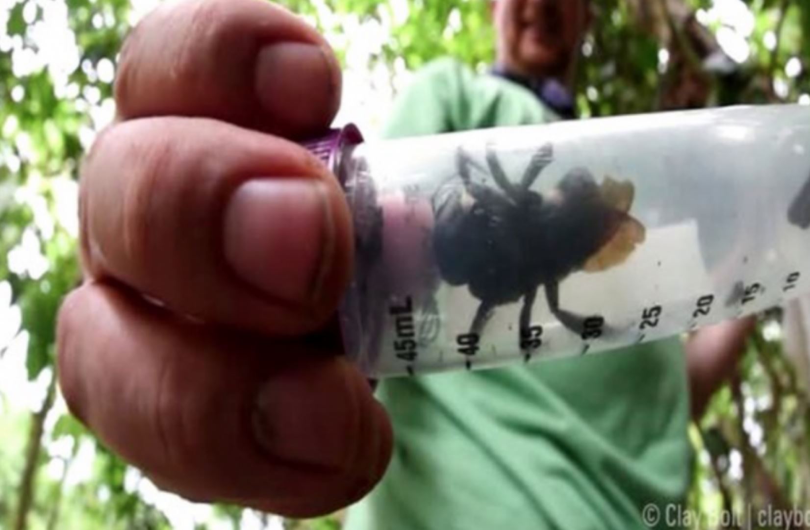 largest bee largest bee