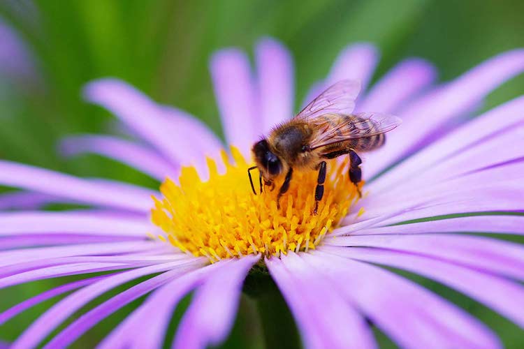 Bee-on-Flower Bee-on-Flower