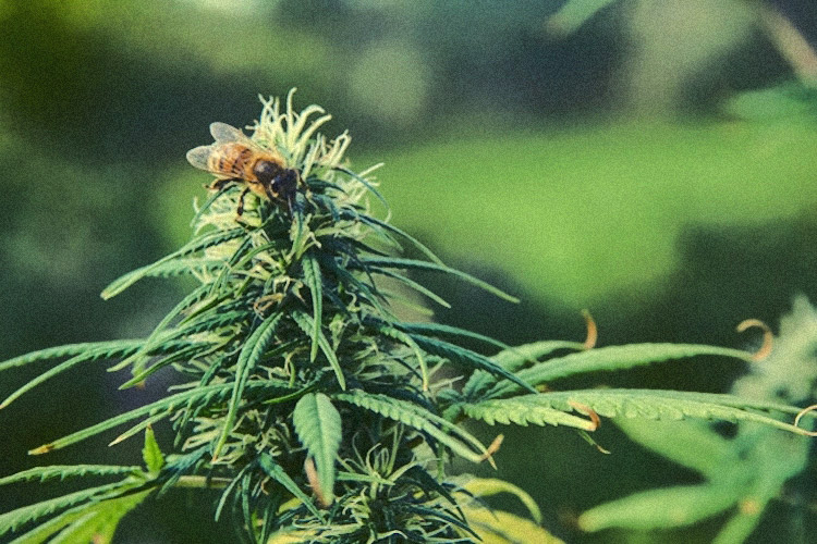 Bee-on-Hemp