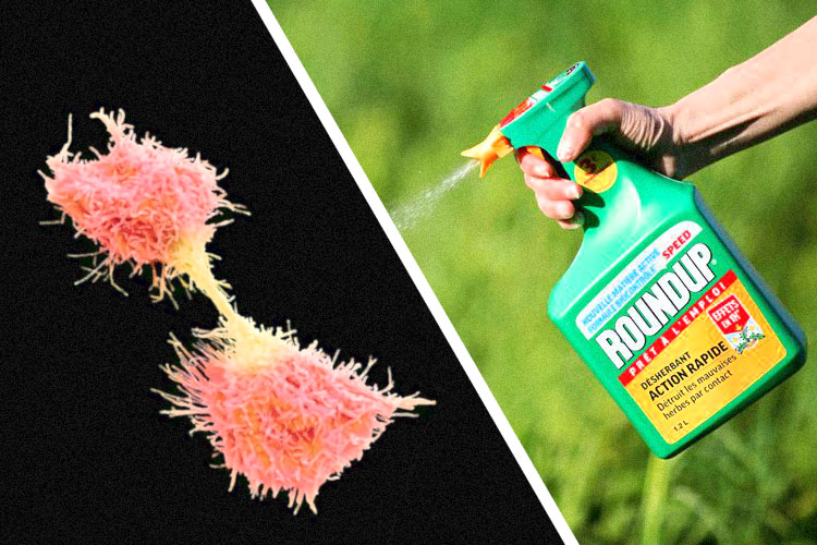 Roundup-Cancer-Cell Roundup-Cancer-Cell