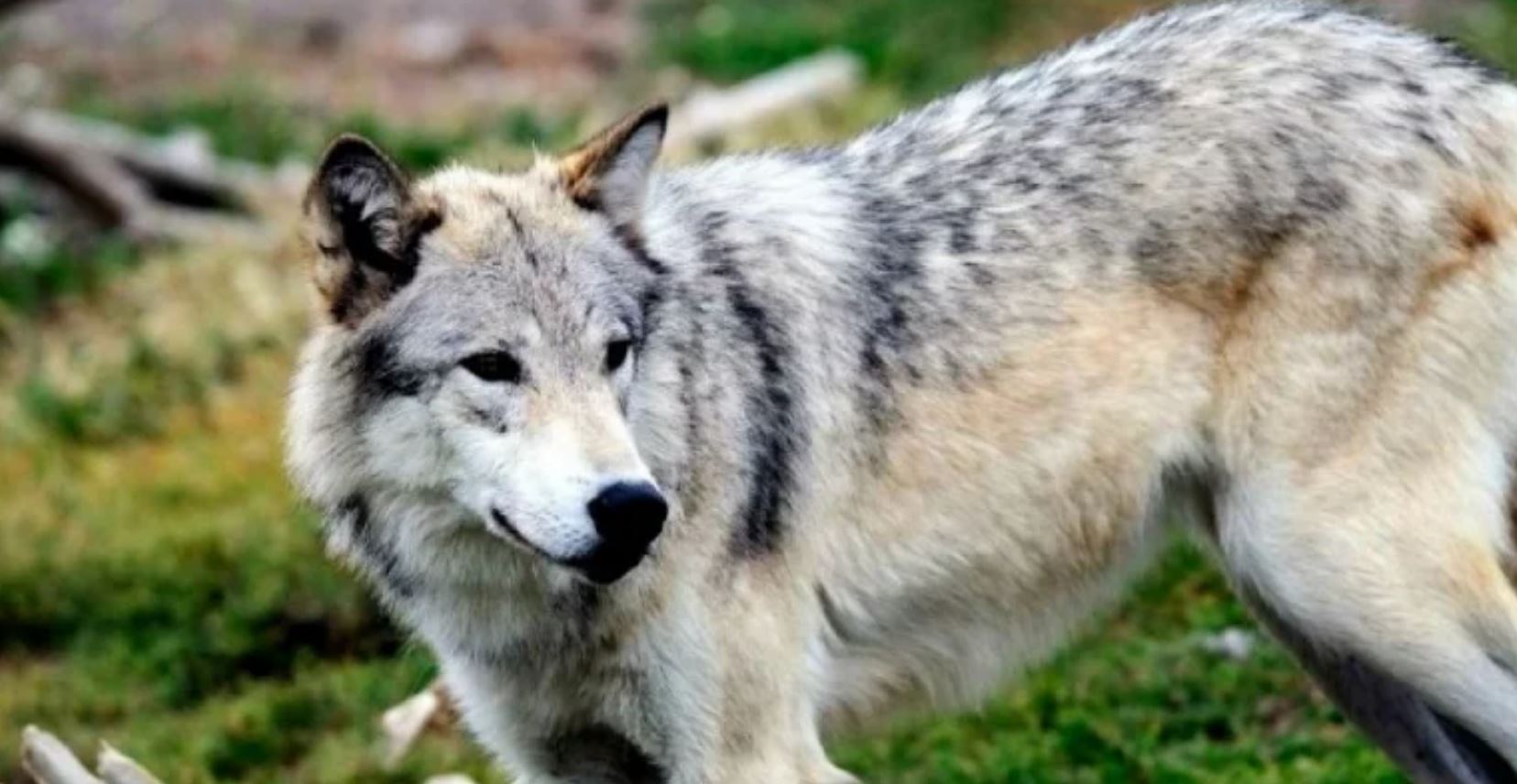 gray wolf
