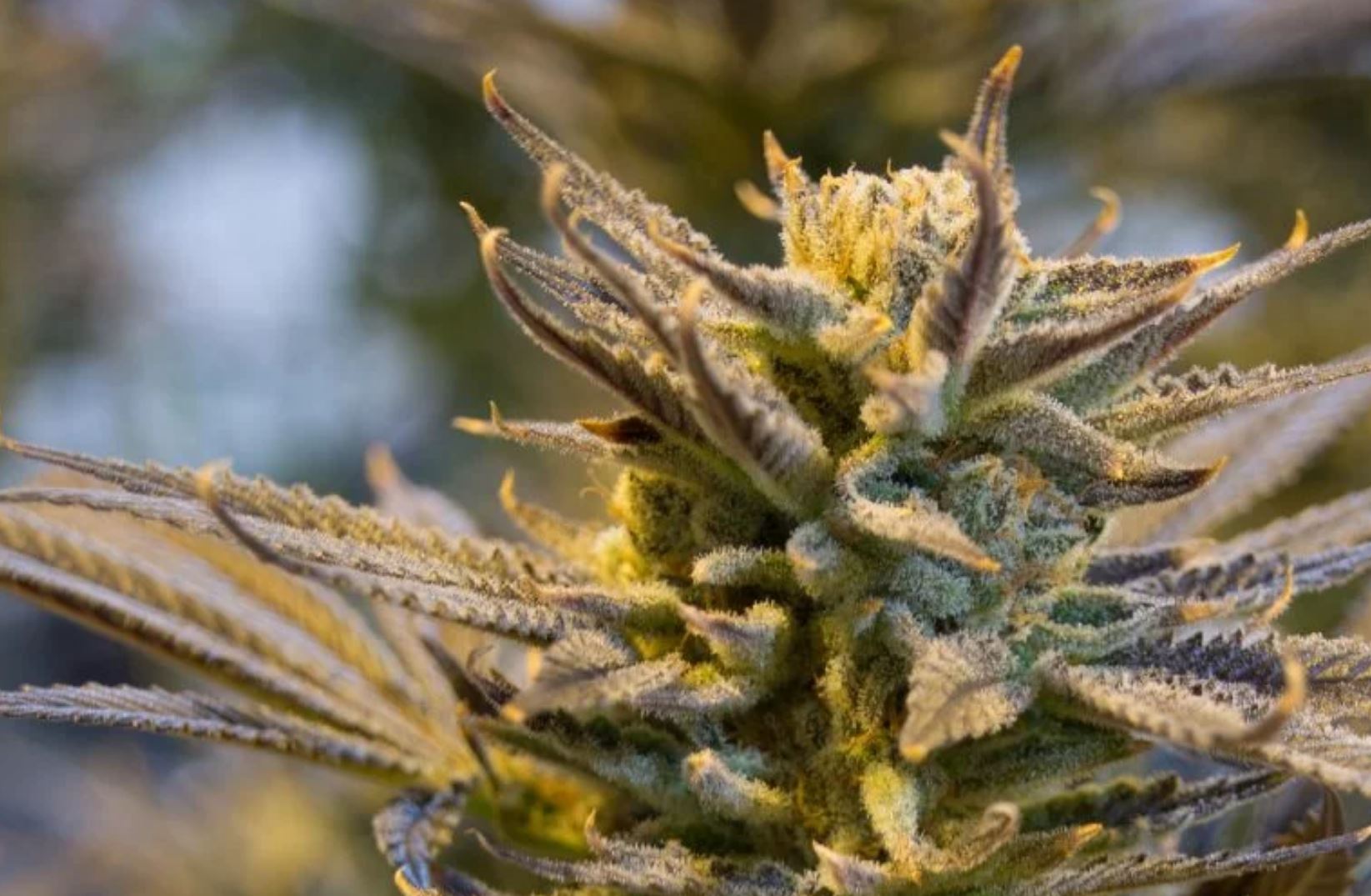 legal cannabis legal cannabis