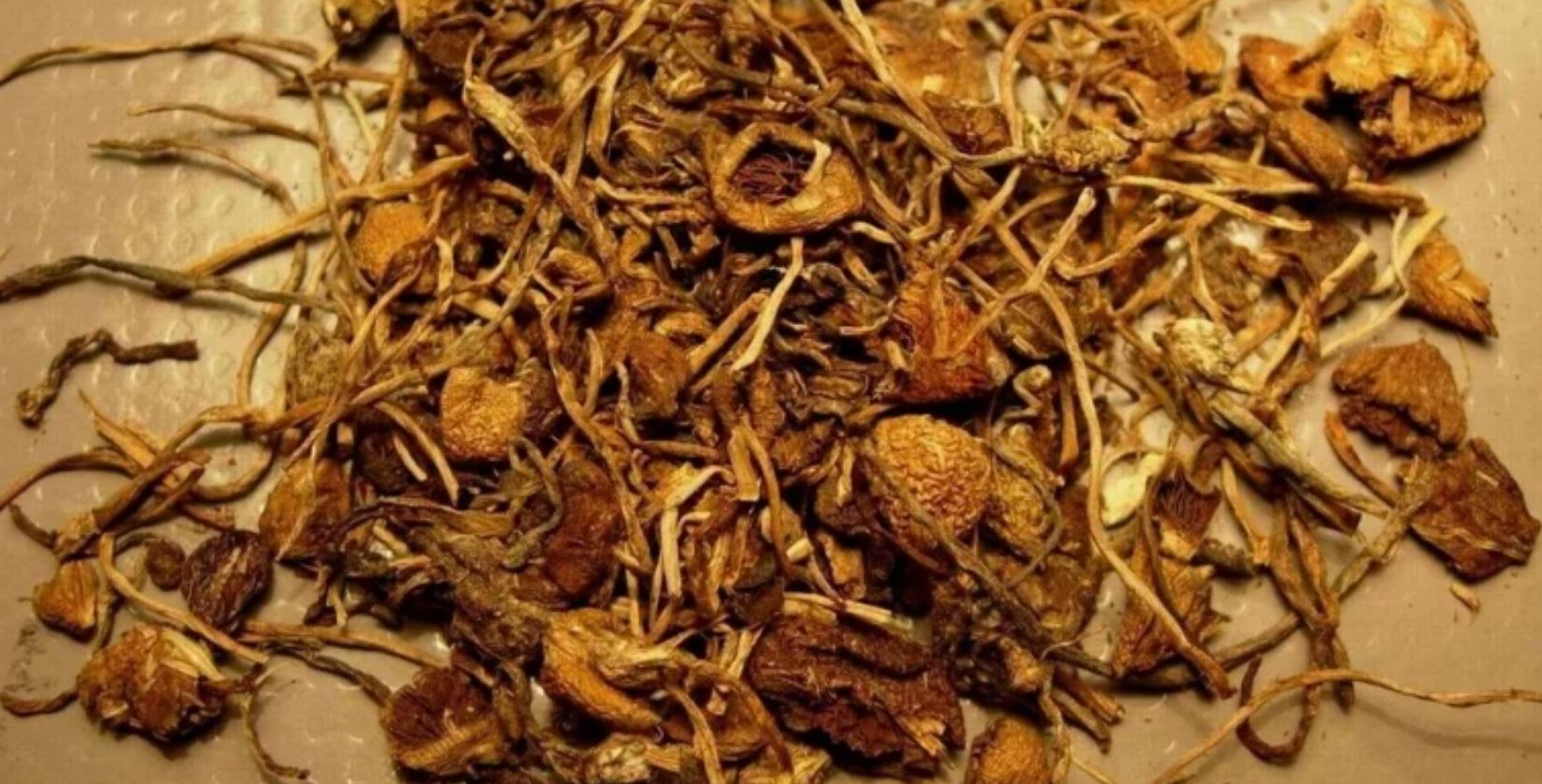 magic mushrooms