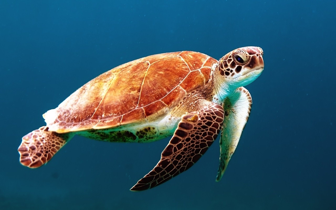 turtle-863336_1280 turtle-863336_1280