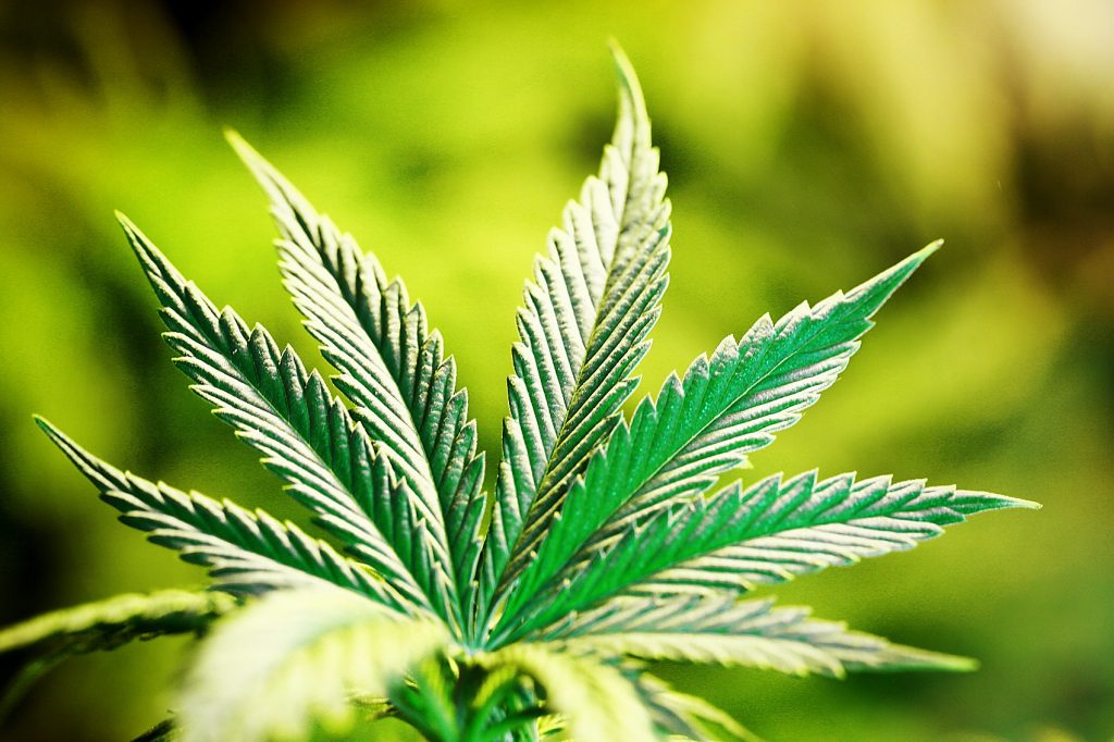vermont-legalizes-marijuana-1024x682-1