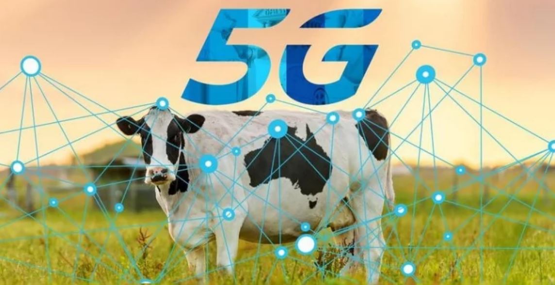 5G smart cow