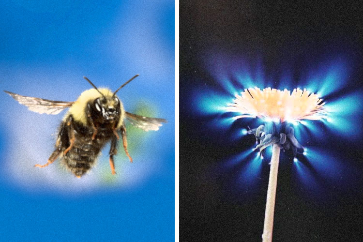 Bee-Flower-Kirlian-1