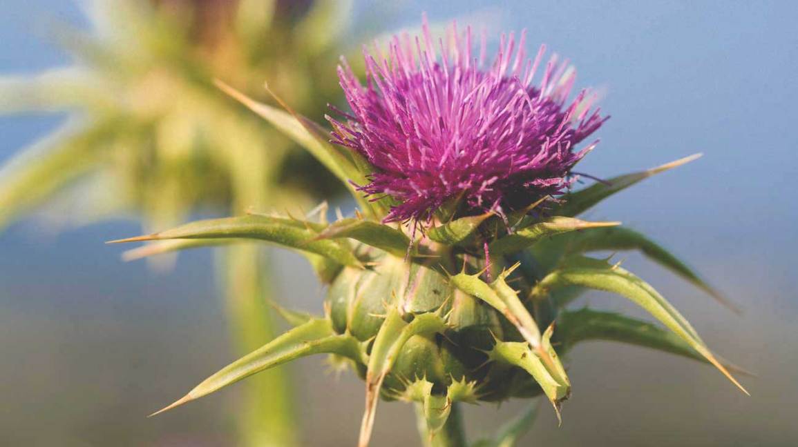 Natural solutions that can help with alcohol addiction_2