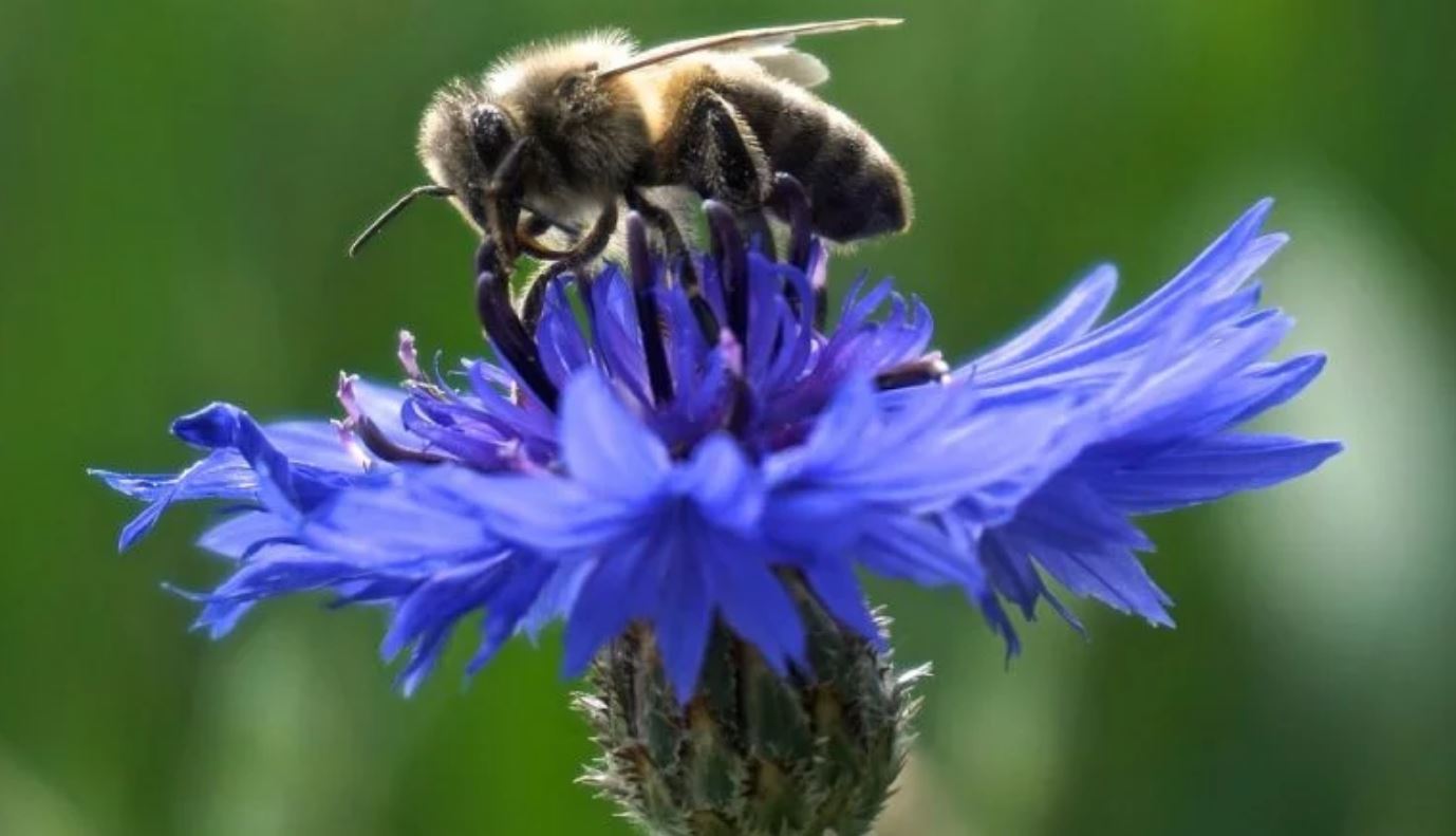 bee mind unleashed