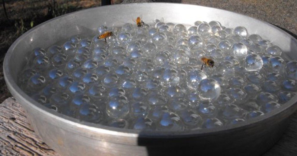bees-water-pollen