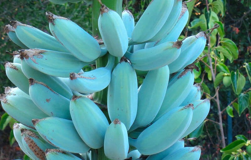 blue blue