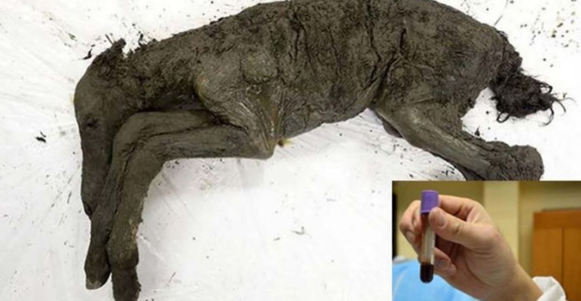 Scientists Plan to Clone 42,000-Year-Old Horse Using Liquid Blood