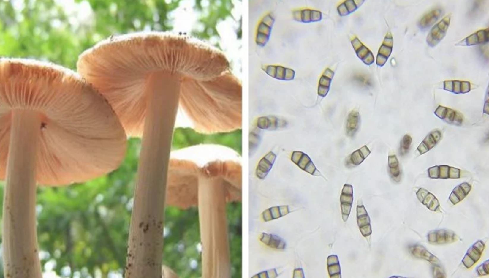mushrooms plastic