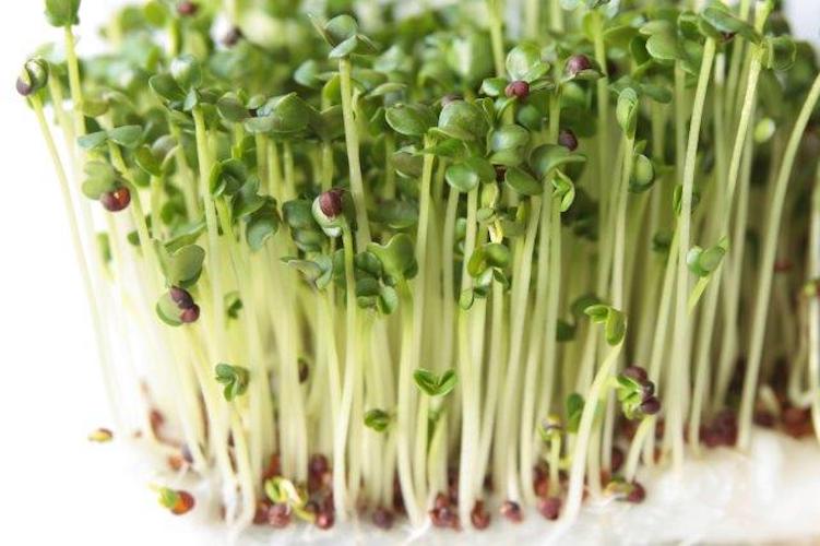 Broccoli-Sprouts-1