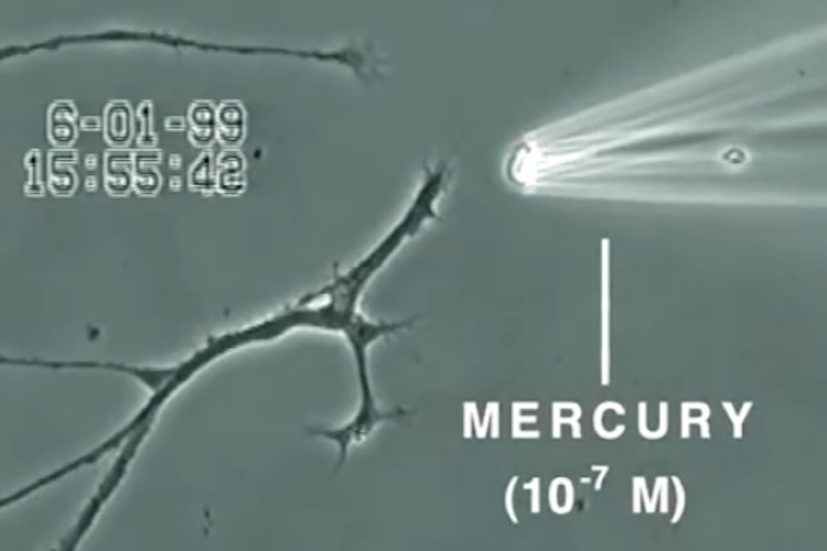 Mercury-Cells Mercury-Cells