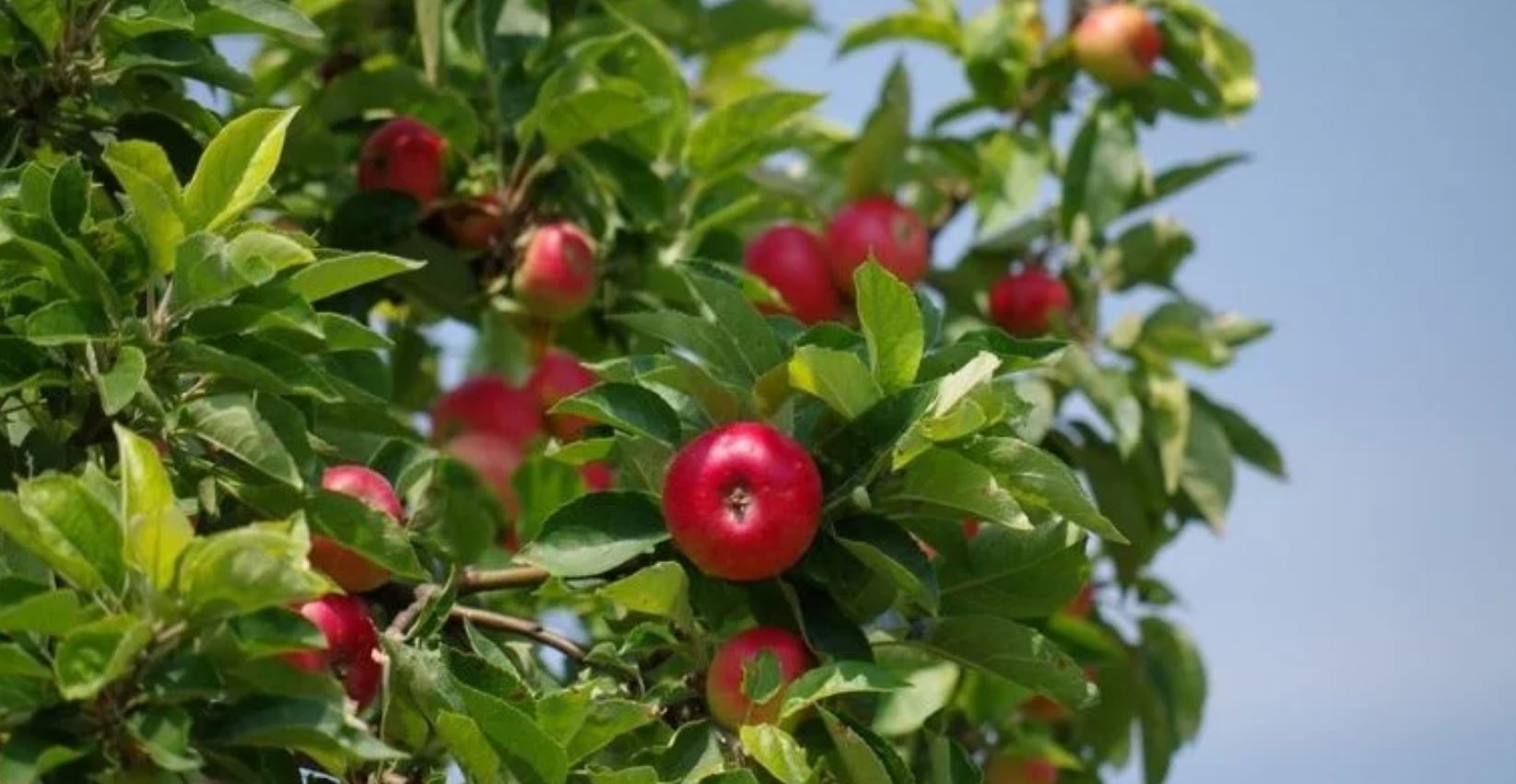 atlanta food forest TMU