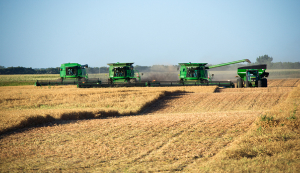 bigfarm