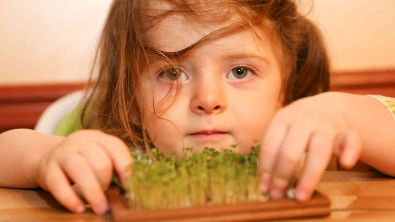 broccoli_sprouts brain balance