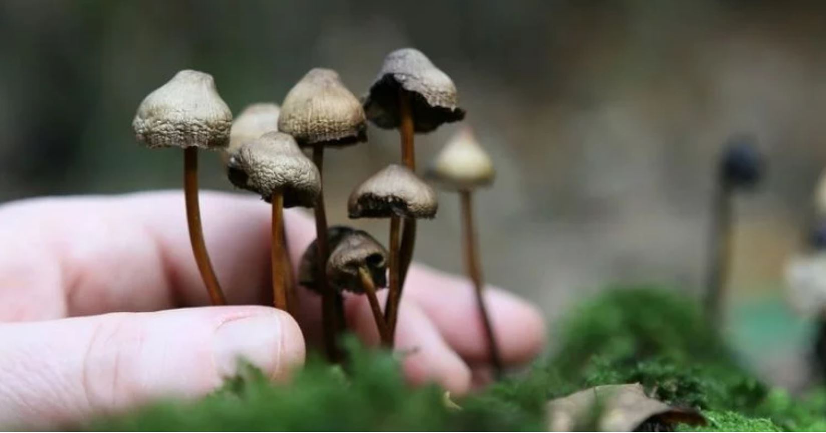 decriminalize mushrooms tmu