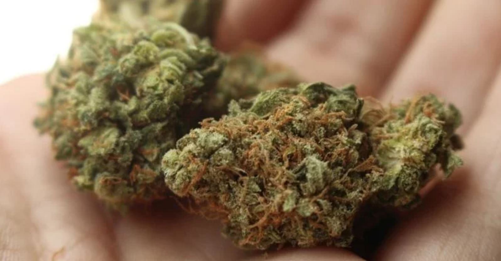 medical marijuan TMU