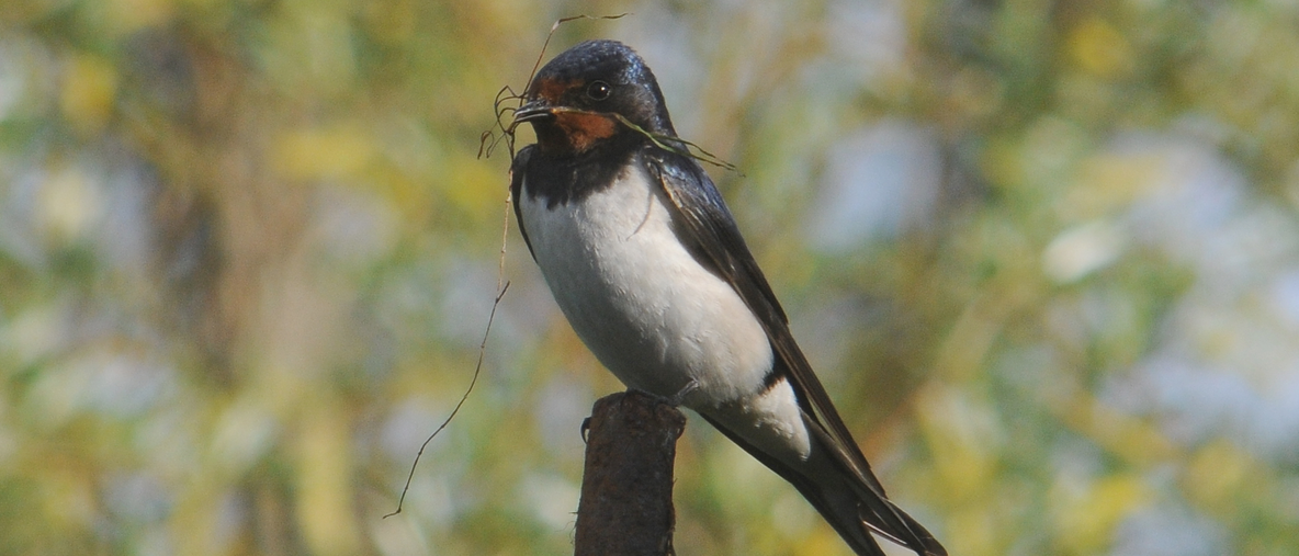 organic farms birds