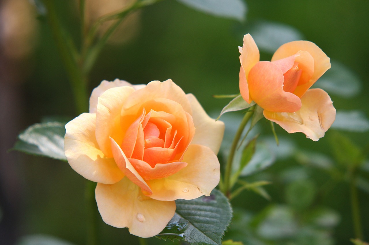 rose flowers