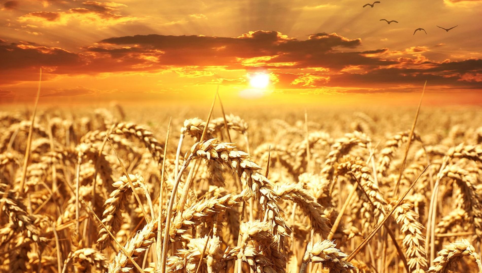 wheat pixabay