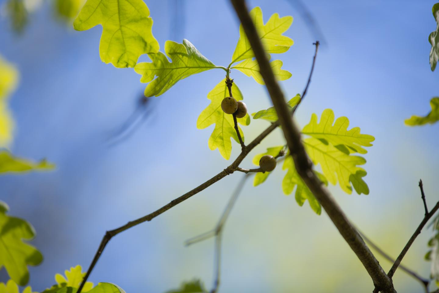 white oak natural remedy