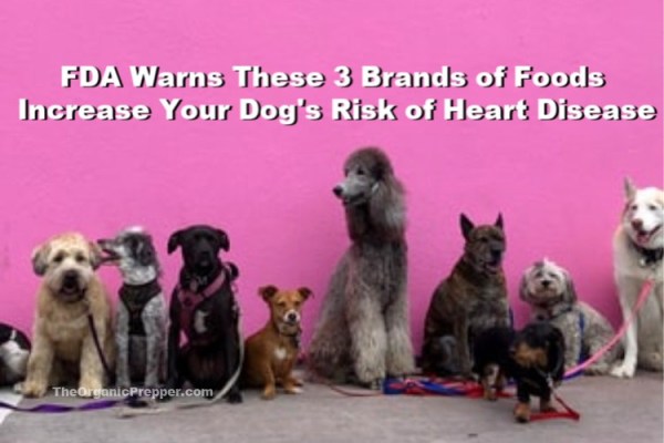 These-3-Brands-of-Food-Increase-Your-Dogs-Risk-of-Heart-Disease