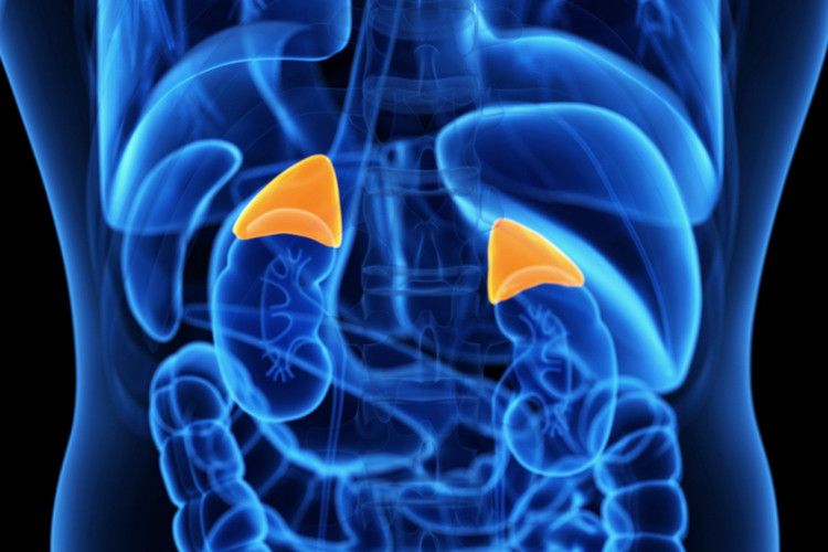 adrenal-glands